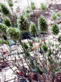 Fotografia da espécie Trisetaria ovata