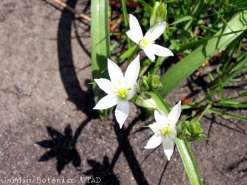 Fotografia da espécie Ornithogalum broteri