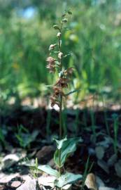 Fotografia da espécie Epipactis lusitanica