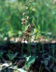 Epipactis lusitanica