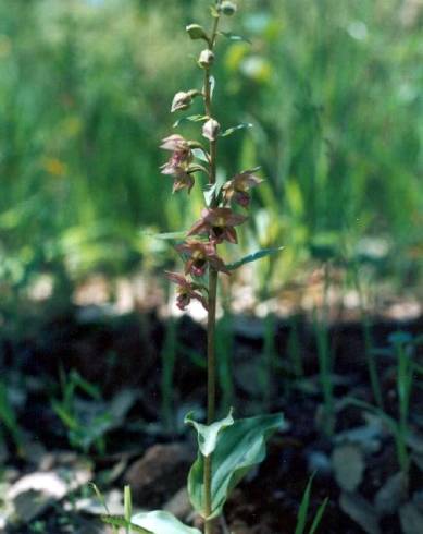 Fotografia de capa Epipactis lusitanica - do Jardim Botânico