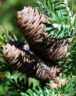 Fotografia 1 da espécie Abies koreana no Jardim Botânico UTAD