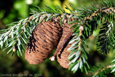Fotografia da espécie Abies koreana