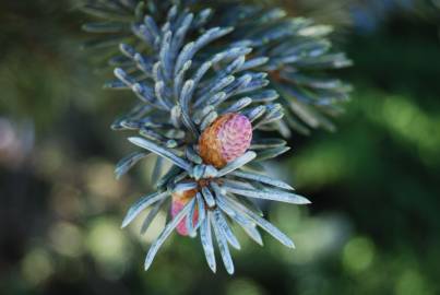 Fotografia da espécie Abies pinsapo