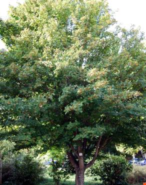 Fotografia 2 da espécie Acer campestre no Jardim Botânico UTAD