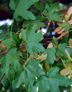 Fotografia 3 da espécie Acer campestre no Jardim Botânico UTAD
