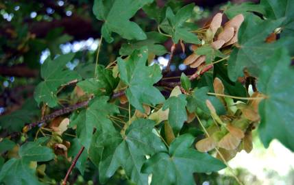 Fotografia da espécie Acer campestre