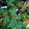 Fotografia 3 da espécie Acer campestre do Jardim Botânico UTAD