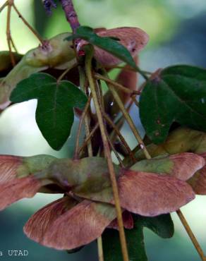 Fotografia 4 da espécie Acer campestre no Jardim Botânico UTAD
