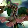 Fotografia 4 da espécie Acer campestre do Jardim Botânico UTAD