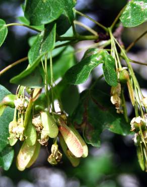 Fotografia 2 da espécie Acer monspessulanum no Jardim Botânico UTAD