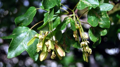 Fotografia da espécie Acer monspessulanum