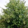 Fotografia 3 da espécie Acer monspessulanum do Jardim Botânico UTAD
