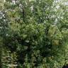 Fotografia 4 da espécie Acer monspessulanum do Jardim Botânico UTAD