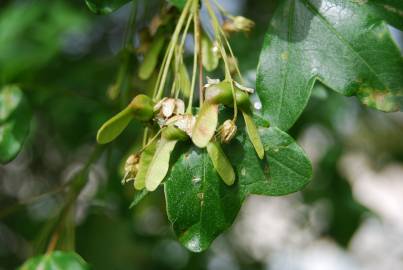 Fotografia da espécie Acer monspessulanum