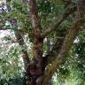 Fotografia 2 da espécie Acer negundo do Jardim Botânico UTAD