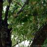 Fotografia 3 da espécie Acer negundo do Jardim Botânico UTAD