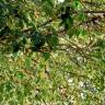 Fotografia 4 da espécie Acer negundo do Jardim Botânico UTAD