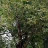 Fotografia 5 da espécie Acer negundo do Jardim Botânico UTAD