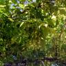 Fotografia 6 da espécie Acer negundo do Jardim Botânico UTAD
