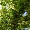 Fotografia 7 da espécie Acer negundo do Jardim Botânico UTAD