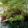 Fotografia 2 da espécie Acer palmatum do Jardim Botânico UTAD