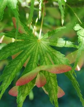 Fotografia 1 da espécie Acer palmatum no Jardim Botânico UTAD