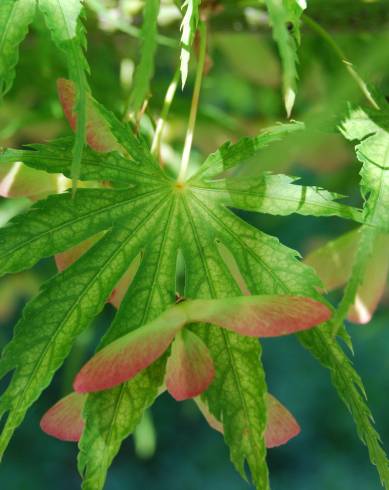 Fotografia de capa Acer palmatum - do Jardim Botânico
