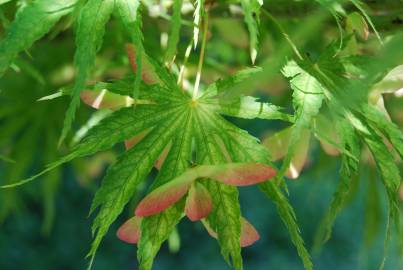 Fotografia da espécie Acer palmatum