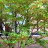 Fotografia 3 da espécie Acer palmatum do Jardim Botânico UTAD