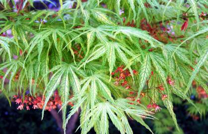 Fotografia da espécie Acer palmatum