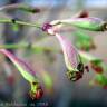 Fotografia 5 da espécie Acer palmatum do Jardim Botânico UTAD