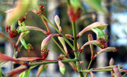 Fotografia da espécie Acer palmatum