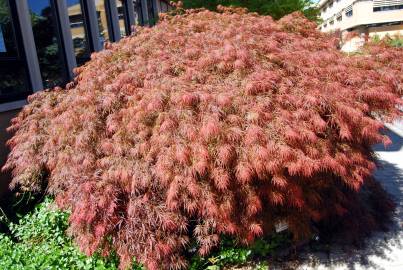 Fotografia da espécie Acer palmatum var. dissectum