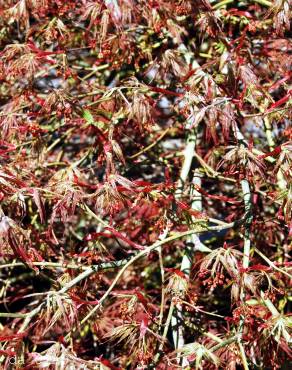 Fotografia 3 da espécie Acer palmatum var. dissectum no Jardim Botânico UTAD