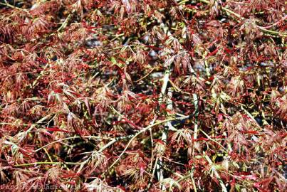 Fotografia da espécie Acer palmatum var. dissectum