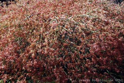 Fotografia da espécie Acer palmatum var. dissectum