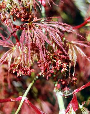 Fotografia 5 da espécie Acer palmatum var. dissectum no Jardim Botânico UTAD