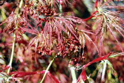 Fotografia da espécie Acer palmatum var. dissectum