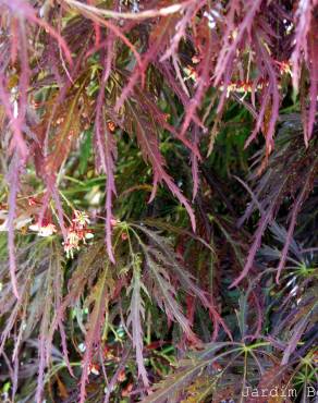 Fotografia 6 da espécie Acer palmatum var. dissectum no Jardim Botânico UTAD