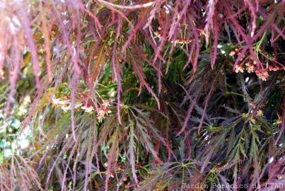 Fotografia da espécie Acer palmatum var. dissectum