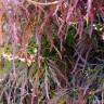 Fotografia 6 da espécie Acer palmatum var. dissectum do Jardim Botânico UTAD
