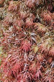 Fotografia da espécie Acer palmatum var. dissectum