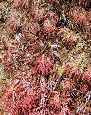 Fotografia 7 da espécie Acer palmatum var. dissectum no Jardim Botânico UTAD