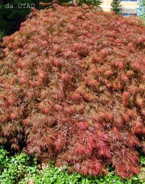 Fotografia 8 da espécie Acer palmatum var. dissectum no Jardim Botânico UTAD