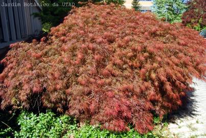 Fotografia da espécie Acer palmatum var. dissectum