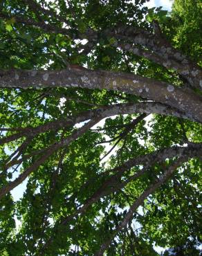 Fotografia 2 da espécie Acer pseudoplatanus no Jardim Botânico UTAD