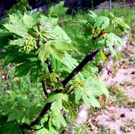 Fotografia da espécie Acer pseudoplatanus