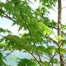 Fotografia 3 da espécie Acer saccharinum do Jardim Botânico UTAD