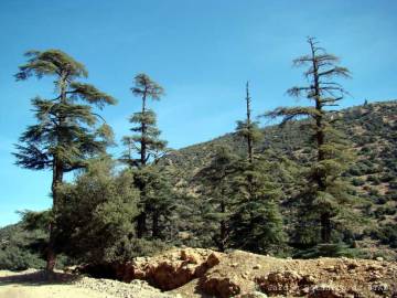 Fotografia da espécie Cedrus atlantica